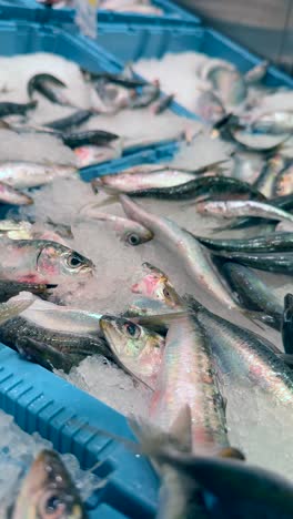 fresh sardines on ice at a market