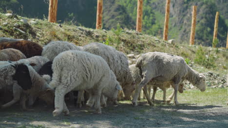 sheep and lambs walk along shady road on sunny hot day