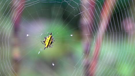 yellow and black jewel spider waits on spiderweb, gasteracantha fornicata