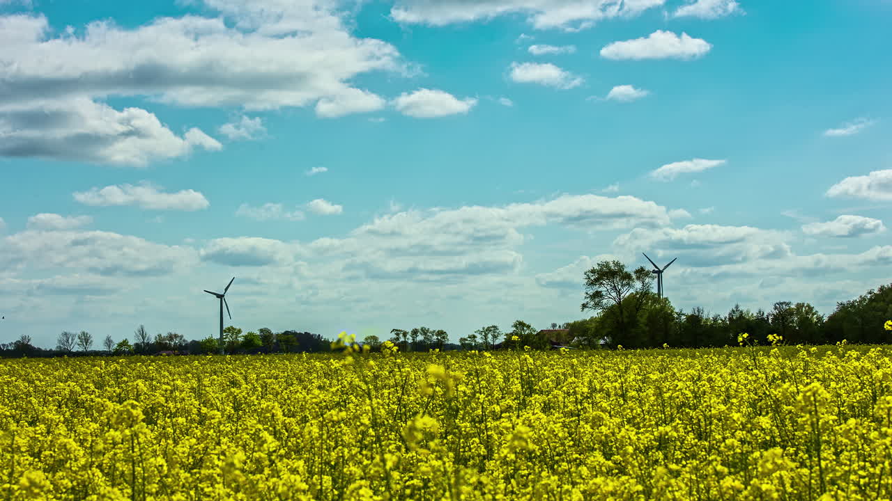 저속 촬영으로 봄 시즌 동안 유채꽃이 만발한 농업 풍경 사진