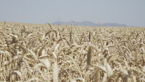 wheat crop swaying through wind outdoor in nature