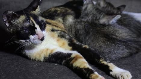 mamá gata amamantando a sus gatitos
