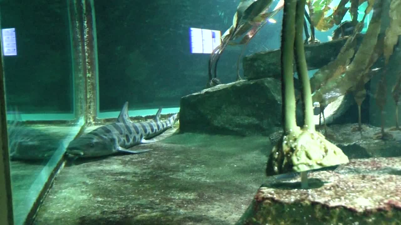 동물원 수족관에서 물고기 보기