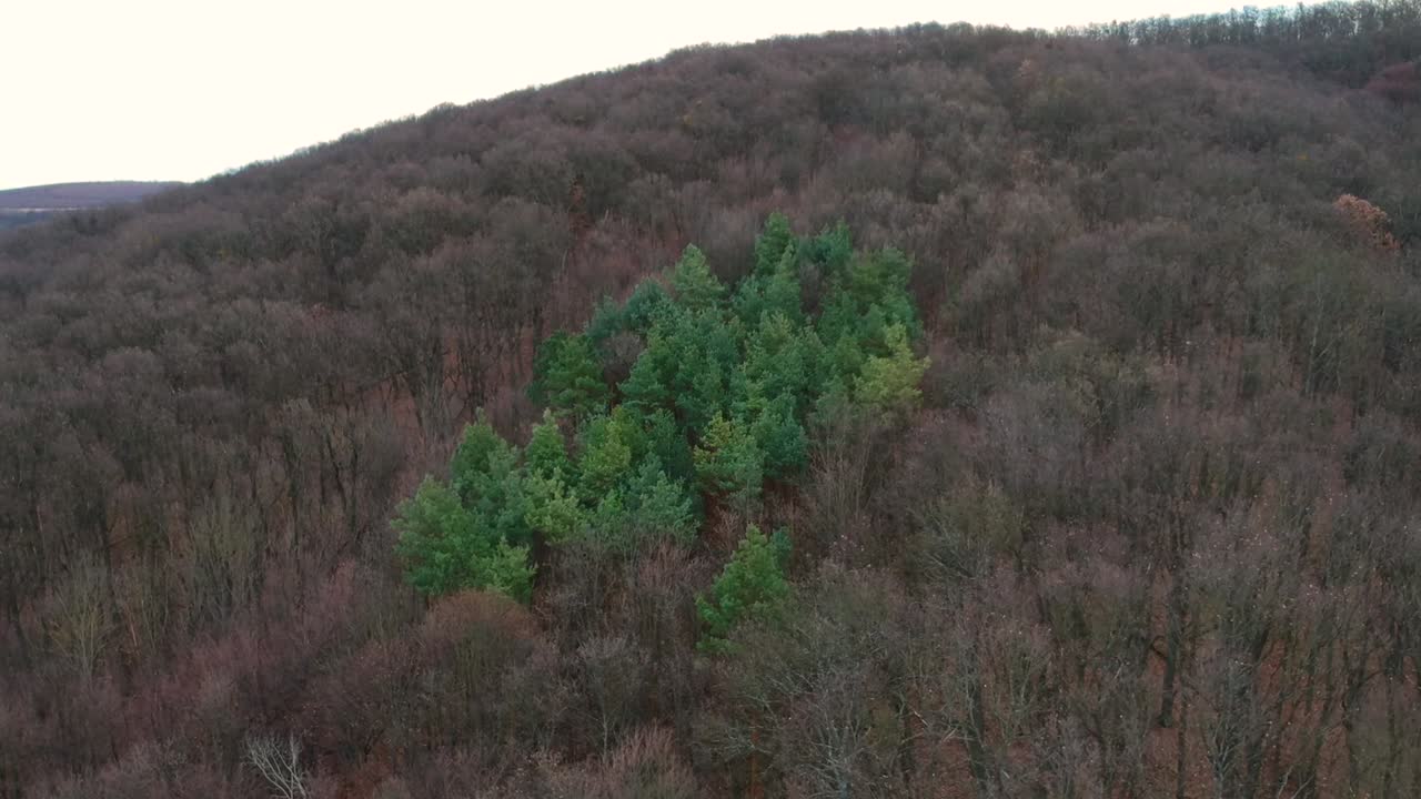 imágenes aéreas de pinos verdes alrededor de árboles desnudos en un bosque