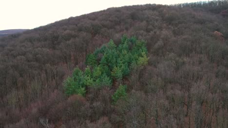 Aerial footage of green pine trees around naked trees in a forest