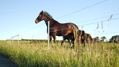 Smooth-follow-of-horses-from-ground-level