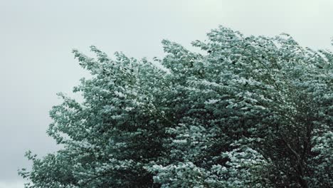 Bäume-Mit-Grünen-Blättern,-Die-Durch-Starken-Wind-Wehen,-Weil-Ein-Sturm-Kommt