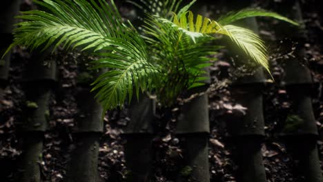 moss and fern on old roof