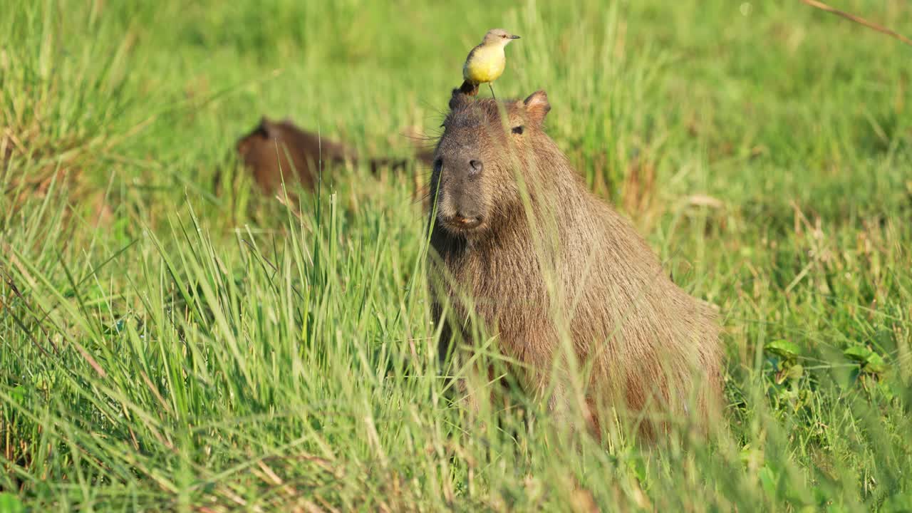 Static view of Cattle Tyrant bird standing on capybara’s head amid tall wetland grass, another capybara grazing in background, Ibera wetlands, Corrientes, Argentina.