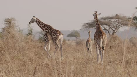 group of giraffes walking gracefully in a line across the dry savanna during an african safari, highlighting the beauty of wildlife and the importance of conservation for endangered species