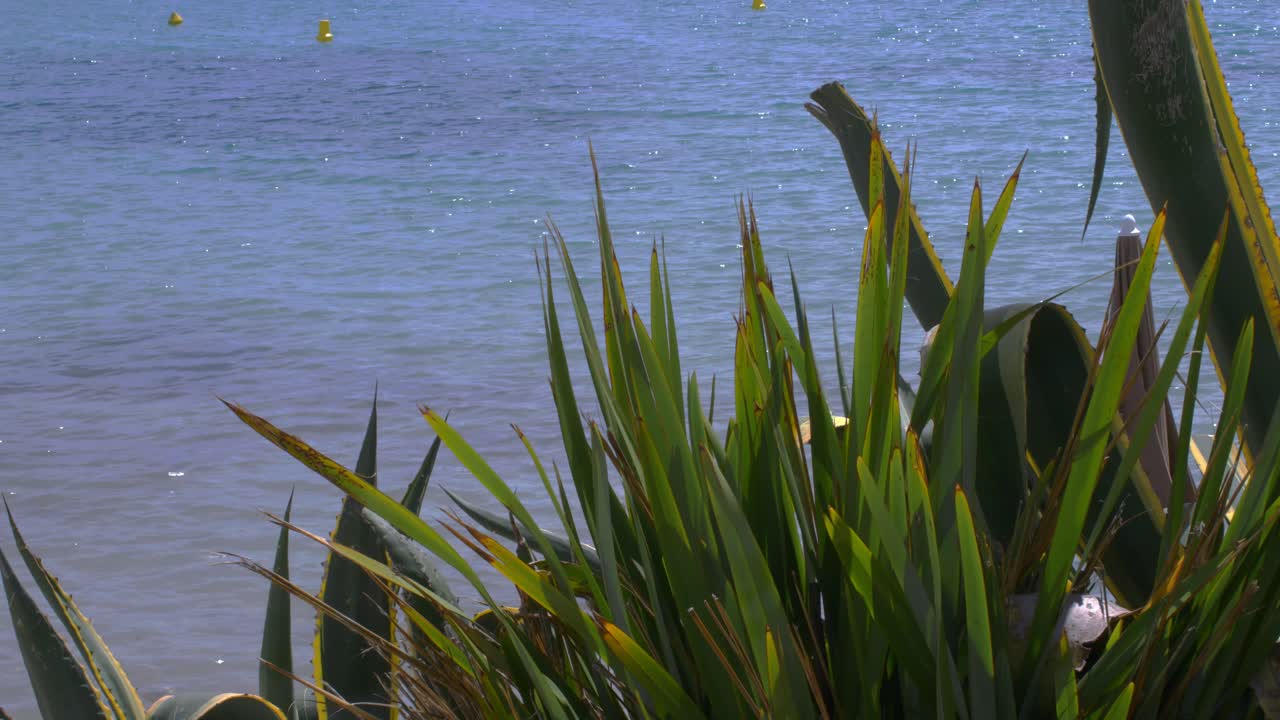 바다에 가까운 지중해 식물