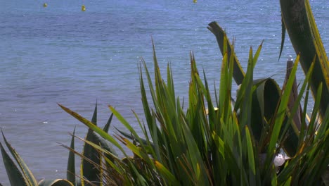 mediterranean-plants-close-to-the-sea