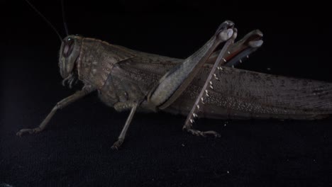 close-up details of a grasshopper insect with long legs ready to jump on black background