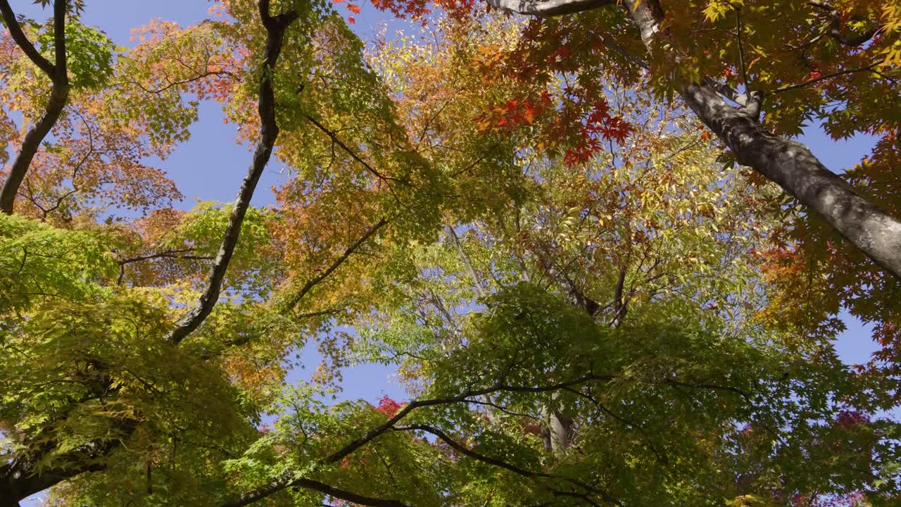 Vibrant fall color foliage against blue sky, cinematic rotating shot