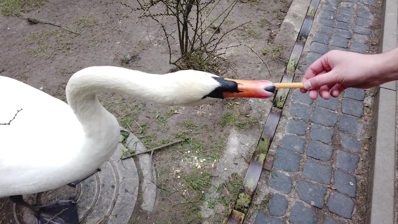 Dare da mangiare al cigno nel parco