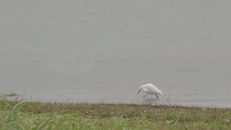 una garza blanca como la nieve de tamaño mediano con un pico negro alimentándose en el río, día nublado y ventoso