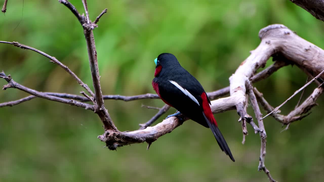 cymbirhynchus macrorhynchos, parque nacional de kaeng krachan, tailandia, pico negro y rojo, visto desde atrás mirando hacia adelante y alrededor
