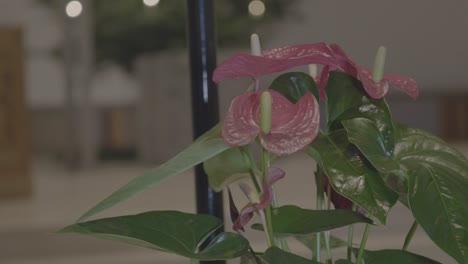 anthurium in the chancel of a church, christmas tree in the background