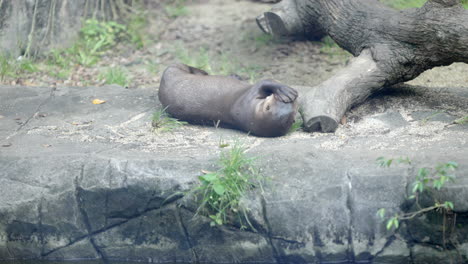 Nutria-En-El-Zoológico-De-Singapur-En-Mandai,-Singapur.