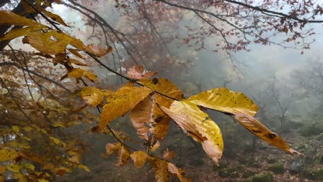 Regentropfen-Fallen-Auf-Gelbe-Blätter-Und-Bunte-Blätter-Von-Bäumen-Fallen-An-Regnerischen-Tagen-Mit-Nieselregen-Und-Dichtem-Nebel-Auf-Den-Boden.-Nasses-Laubmoos-Auf-Steinerde,-Bedeckt-Von-Herbstblättern.-Paare,-Die-In-4k-Campen