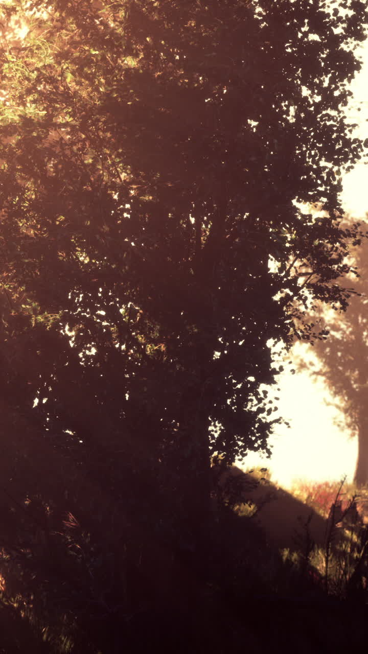 escena de un bosque iluminado por el sol