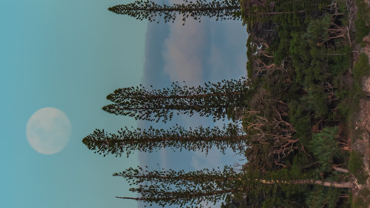 Vertical format time lapse of moonrise behind columnar pines on Isle of Pines