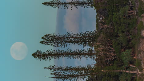 vertical format time lapse of moonrise behind columnar pines on isle of pines