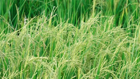 rice swaying by the wind in a rice paddy