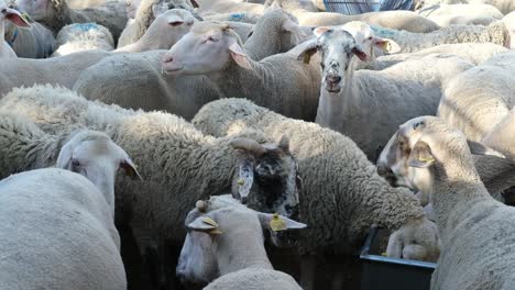 A-sacrificial-goat-is-being-fed-at-a-makeshift-livestock-market-ahead-of-the-Muslim-festival-of-Eid-al-Adha,-in-Turkey