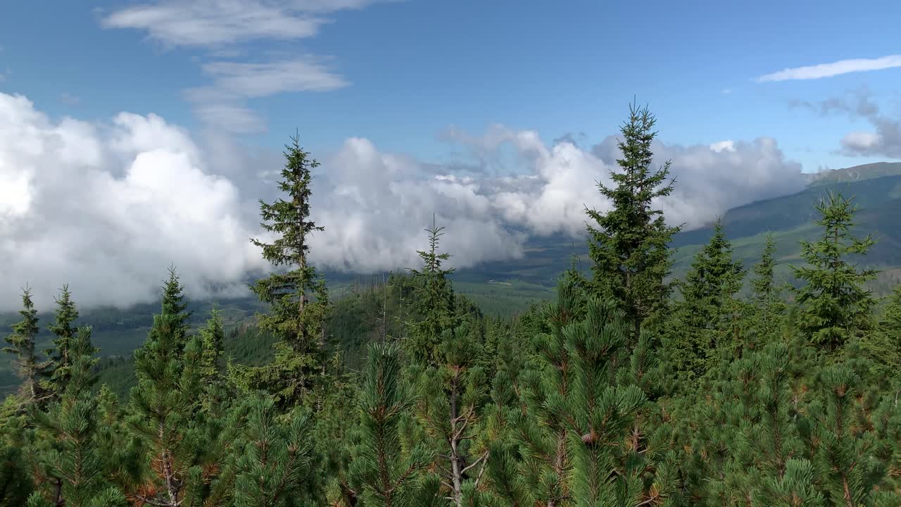 una hermosa vista amplia de pinos altos con cielo azul nublado en la alta montaña tatras en eslovaquia - toma aérea
