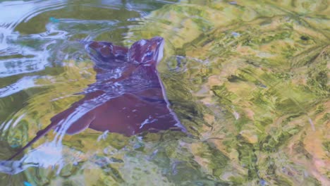 a beautiful view of a stingray in palma aquarium at mallorca, rapidly moving his sharp spines on their tails