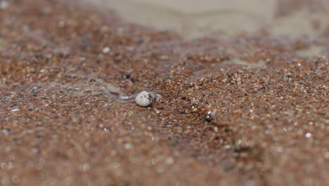 4k close up view of small hermit crab moving in shell on sandy beach in australia