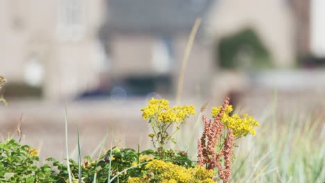 Yellow wildflowers and grasses gently move in the wind, set against a blurred urban background. Natural daylight, shallow depth of field, and static camera