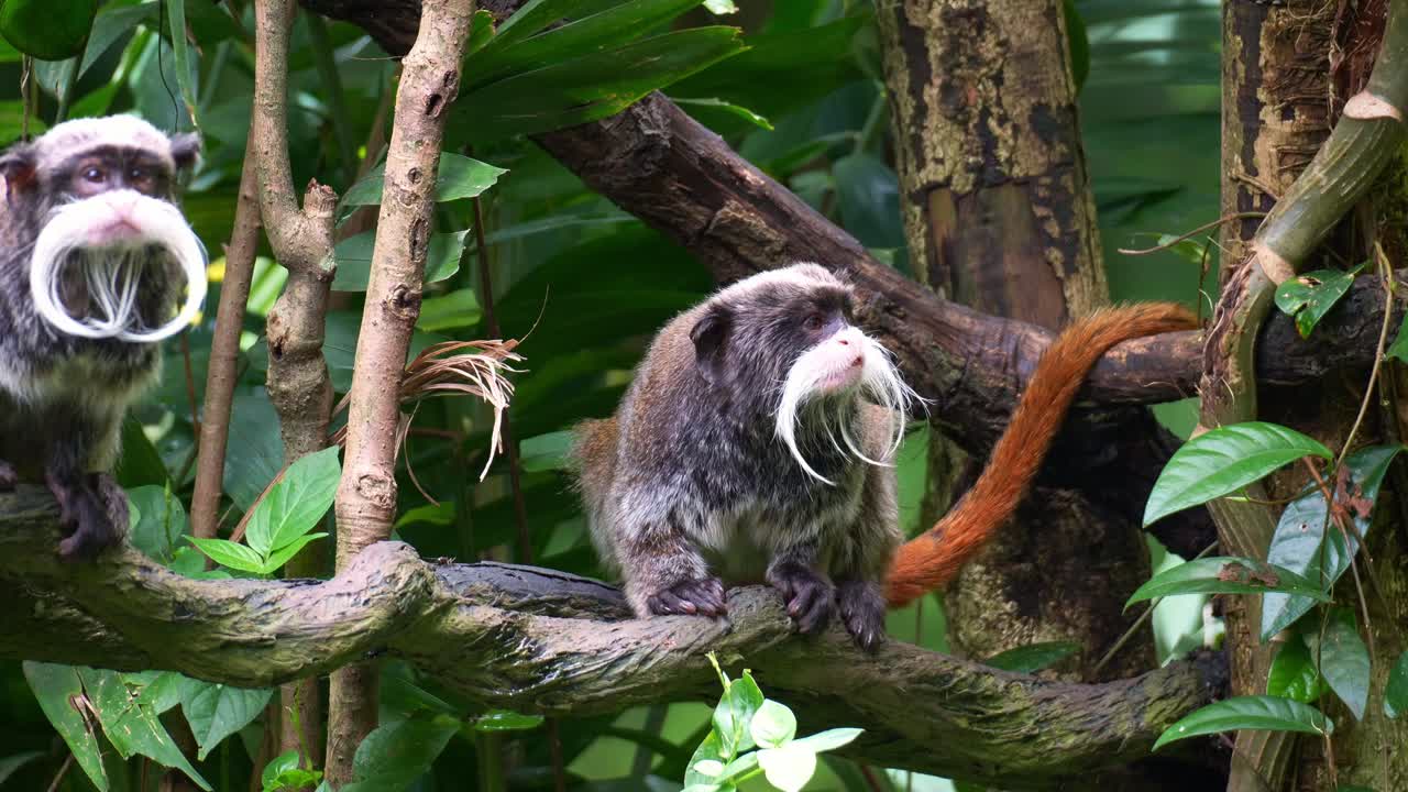Una scimmia tamarino imperatore (Saguinus imperator) con un caratteristico baffo bianco, che si guarda curiosamente intorno, primo piano.