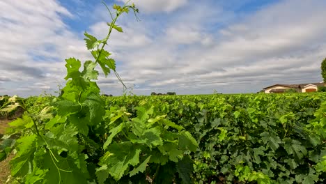 lush vineyard under a dynamic, cloudy sky