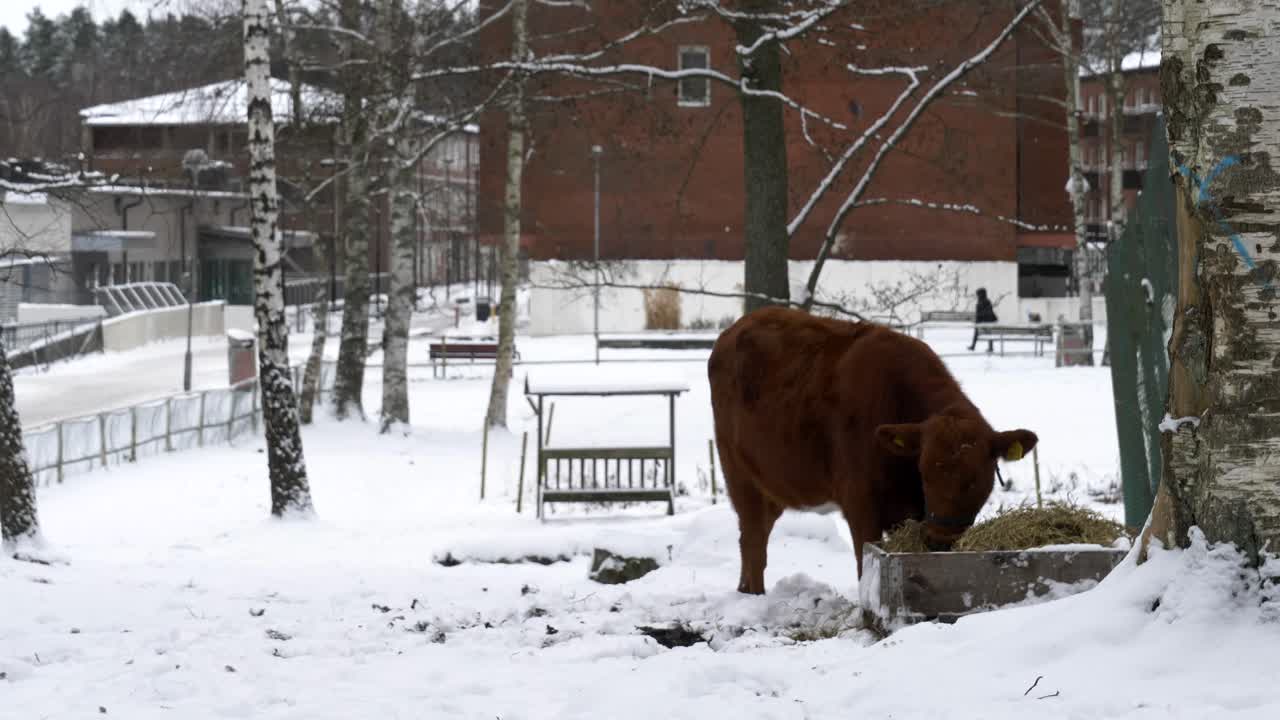 vaca solitaria comiendo paja en un paisaje cubierto de nieve, granja urbana, suecia