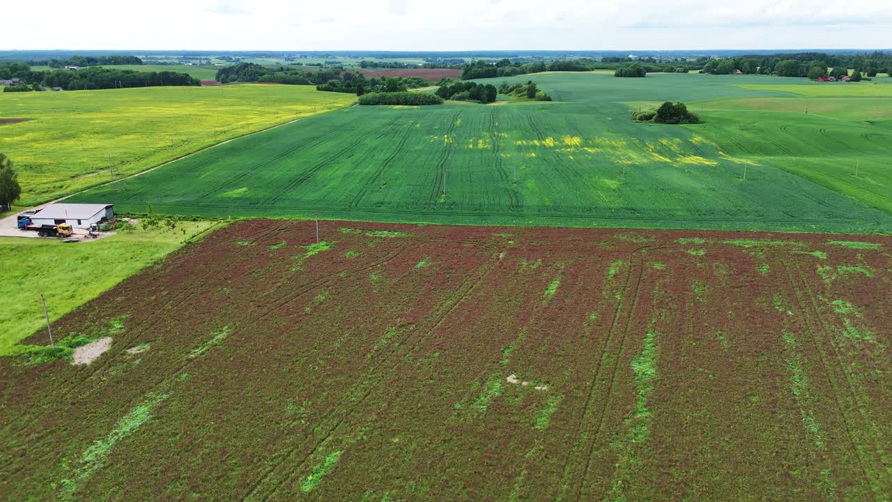 Agricultural landscape with green and colorful red clover fields, aerial view