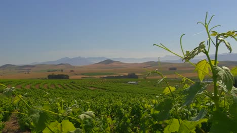 Tracking-shot-of-vines-in-the-vineyard