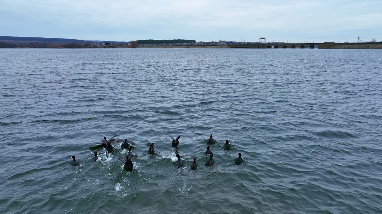 Little flock of black ducks flittering quickly their wings. Aquatic birds trying to escape the drone footage. Cloudy autumn day backdrop.