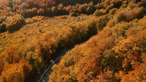 beautiful aerial tilt-down footage of cars driving on a scenic road winding in an autumn coloured forest