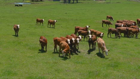 field of cows in east texas