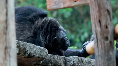 gorilla relaxing on a wooden platform