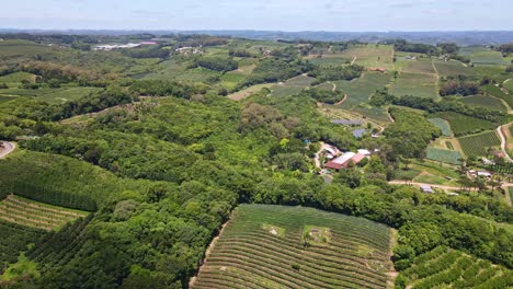 Vista-Aérea-De-Una-Zona-Rural-Con-Campos-Verdes,-Vides,-árboles-Y-Plantaciones-De-Frutas