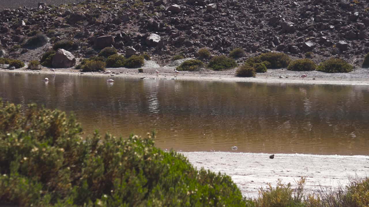 flamencos rosados y blancos en un río en el desierto con día de vegetación