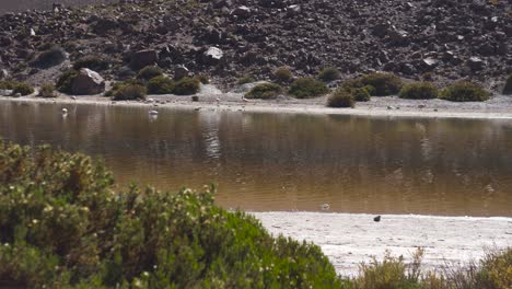 Pink-and-White-Flamingos-on-a-River-in-the-Desert-with-Vegetation-Day