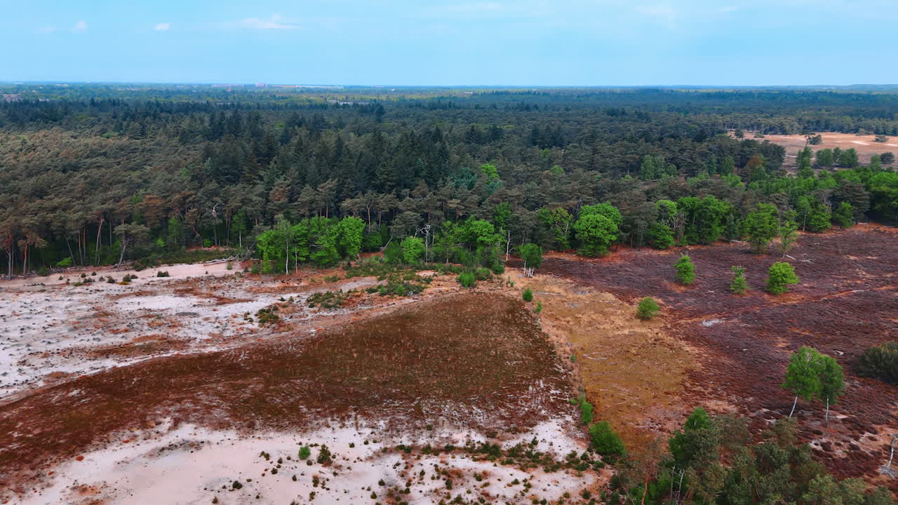 Discovering Dutch landscapes. Lush green forests contrast with sandy clearings in a tranquil landscape in the Netherlands during daylight