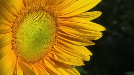 bright yellow sunflower in garden