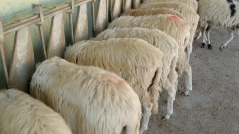 herd of white and black sheep eating inside barn building, motion forward shot