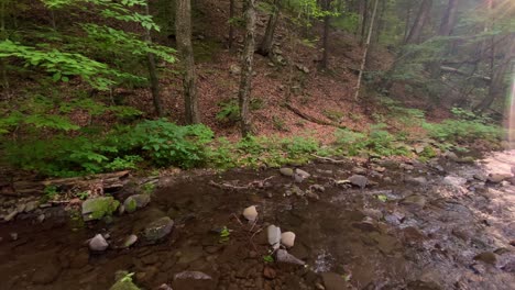 beautiful, woodland fishing stream in the dense, lush, green appalachian mountain forest during summer