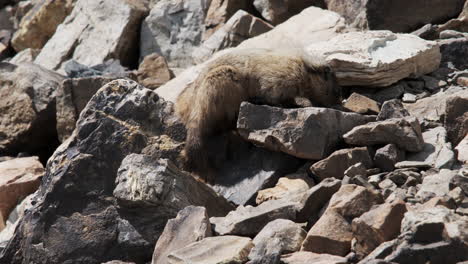 a marmot navigates a rugged rocky slope, pausing to lick a rock and obtain essential minerals